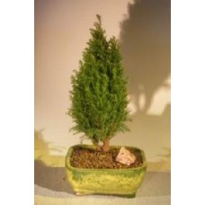 European Cypress Evergreen Bonsai Tree
(chamaecypari Iawsoniana 'ellwoodii')