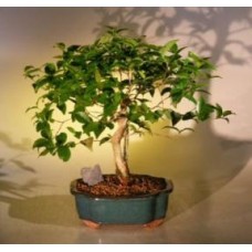 Flowering Surinam Cherry Bonsai Tree
(eugenia uniflora)