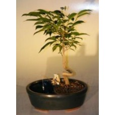 Ficus Bonsai Tree in a Water/Land Container
Coiled Trunk Style
(ficus 'orientalis')