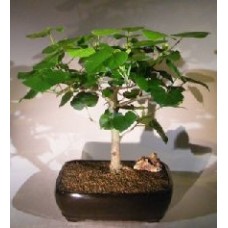 Flowering Sea Hibiscus Bonsai Tree
(hibiscus tiliaceus)