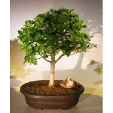 Flowering Premna Bonsai Tree
(premna obtusifolia)