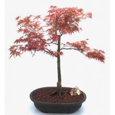 Japanese Red Maple Bonsai Tree
(Shindeshojo)