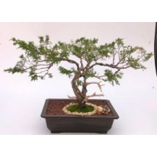 Savin Juniper Bonsai Tree
Trained in Jin Style
(Juniperus sabina)