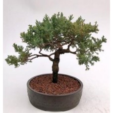 Juniper Bonsai Tree - Trained
(juniper procumbens nana)