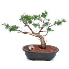 Juniper Bonsai Tree
Trained in Jin & Shari Style
(Juniperus Chinensis â€˜parsoniiâ€™)
