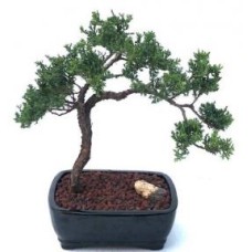 Juniper Bonsai Tree - Trained
(juniper procumbens nana)