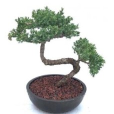 Juniper Bonsai Tree - Trained
(juniper procumbens nana)