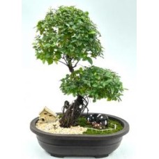 Flowering Sweet Plum Bonsai Tree
Curved Trunk & Exposed Root Style
(sageretia theezans)
