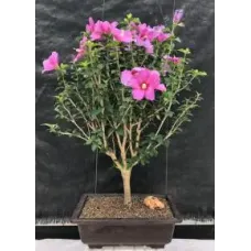 Flowering Rose of Sharon bonsai tree (Hibiscus syriacus)