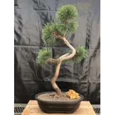 Mugo Pine Bonsai TreeCurved Trunk Sty (pinus mugo 'valley cushion')