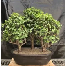 Baby Jade Bonsai Tree Three(3) Forest Group (portulacaria afra)