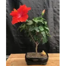 Flowering Red Tropical Hibiscus Bonsai Tree (rosa sinsensis)