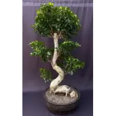 Fruiting Green Emerald Ficus Bonsai Tree Curved Trunk & Tiered Branching (ficus microcarpa)