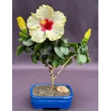 Flowering Yellow Tropical Hibiscus Bonsai Tree (rosa sinsensis)