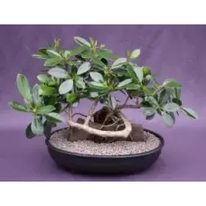 Fruiting Green Emerald Ficus Bonsai Tree Root Over Rock (ficus microcarpa)