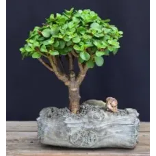Baby Jade Bonsai Tree In Faux Log Planter (Portulacaria Afra)