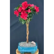 Braided Flowering Red Azalea Bonsai Tree (Azalea 'Keepsake')