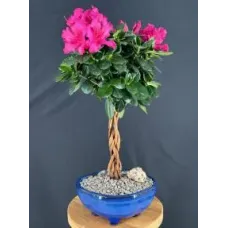 Braided Flowering Magenta Azalea Bonsai Tree (Azalea 'Keepsake')