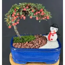 Cotoneaster Bonsai Tree Holiday Landscape Scene (dammeri 'streibs findling')