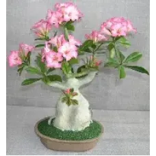 Artificial Flowering Desert Rose Bonsai Tree