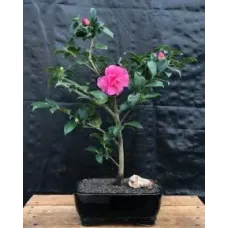 Flowering Camellia Bonsai Tree (Camellia japonica)