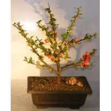 Japanese Flowering Quince Bonsai Tree (chaenomeles japonica 'cathayensis')