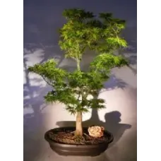 Dwarf Japanese Green Maple (mikawa yatsubusa)
