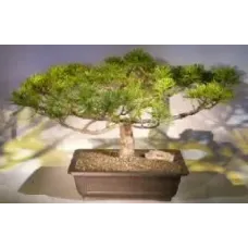 Mugo Pine Bonsai Tree (pinus mugp 'valley cushion')