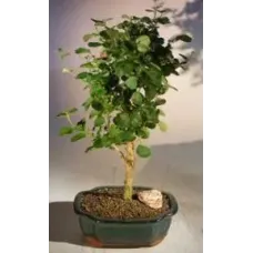 Flowering Yellow Mallow Hibiscus Bonsai Tree (paronia praemorsa)