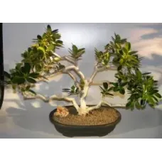 Fruiting Green Emerald Ficus Bonsai Tree (ficus microcarpa)