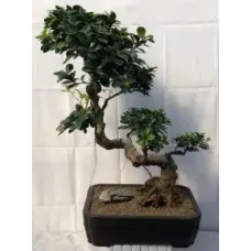 Fruiting Green Emerald Ficus Bonsai Tree Semi Cascade Style (ficus microcarpa)