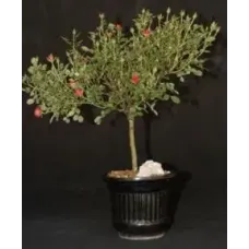 Rose Bonsai Tree - Ruby Ruby Cherry Red Miniature
