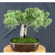 Mugo Pine Bonsai Tree (pinus mugo 'valley cushion')