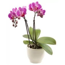 Orchid gift for Mom (Basic)
