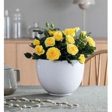 Yellow potted rose