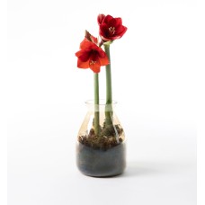 Amaryllis Rød in glass vase