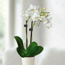 Mini Phalaenopsis Orchid Plant