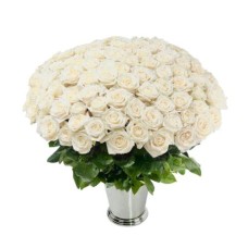 100 White Roses