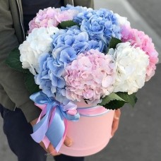 Pastel Hydrangeas In Round Gift Box