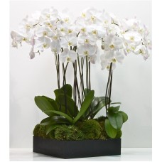 6 Luxury Orchids In A Square Gift Box