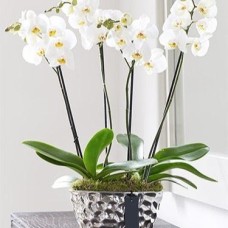Phalaenopsis Orchid Gift with Silver Pot (White / Three Orchids)