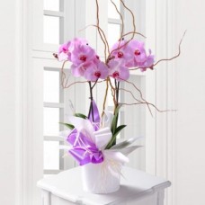 Phalaenopsis Orchid Gift (White / Three Orchids)