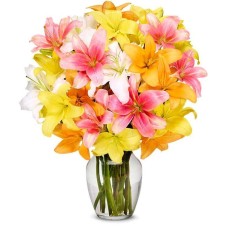 20 Pink & White Tulips