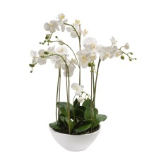 Orchids Garden (5)