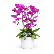 Triple Phalaenopsis Potted Violet Orchid