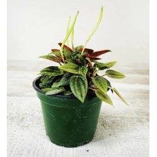 4 PEPEROMIA ROSSO