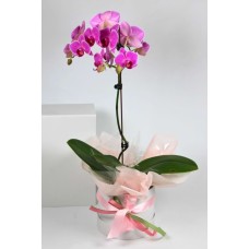 Phalaenopsis Orchid Plant