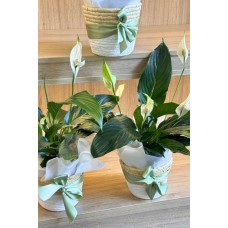 Peace Lily Plant