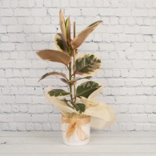 Ficus Ruby