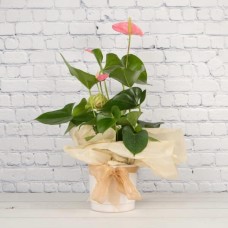 Pink Anthurium